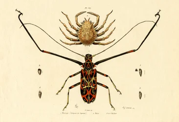 Harlequin Beetle